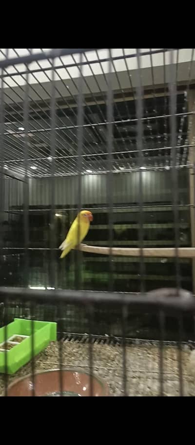 crimino into decino breeder pair available