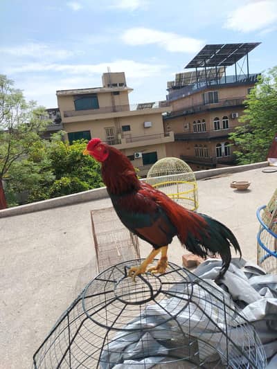 Aseel mianwali male