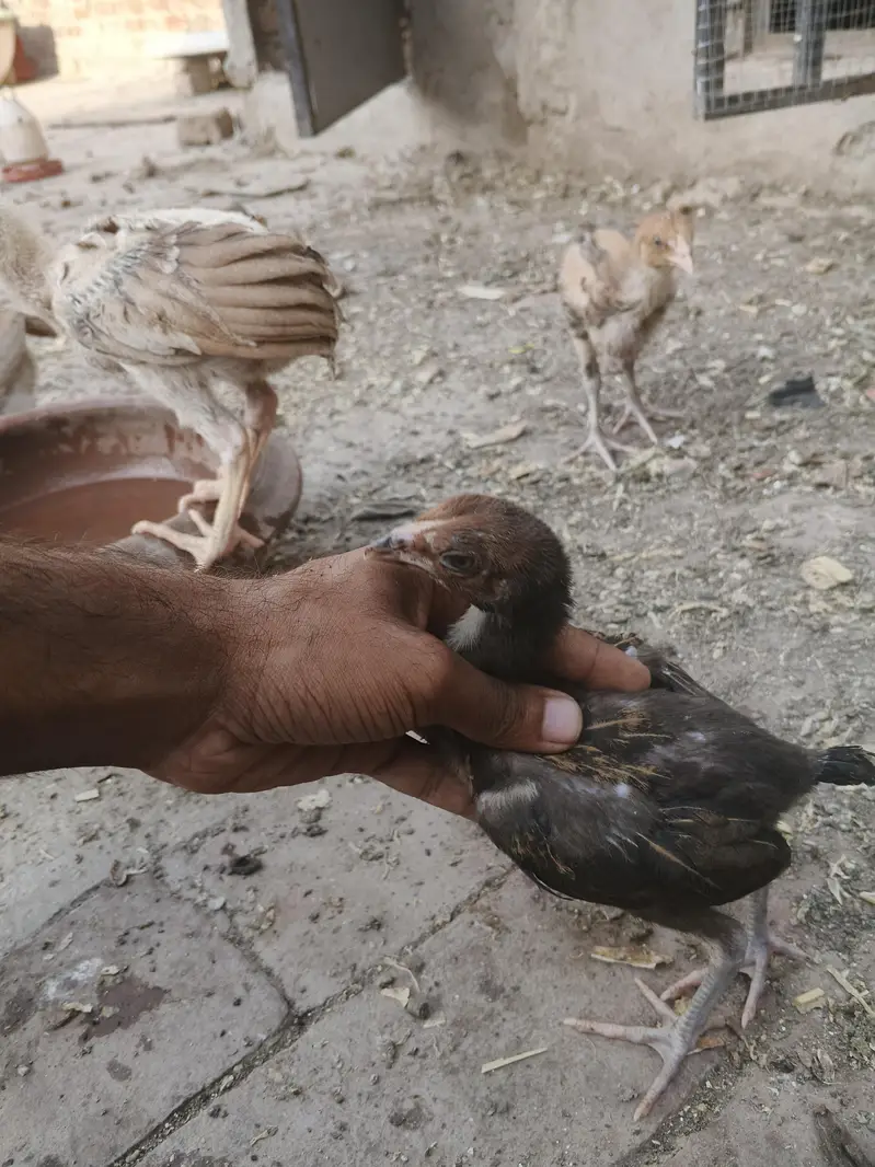 aseel chicks thi or Pakistani dono — photo 2