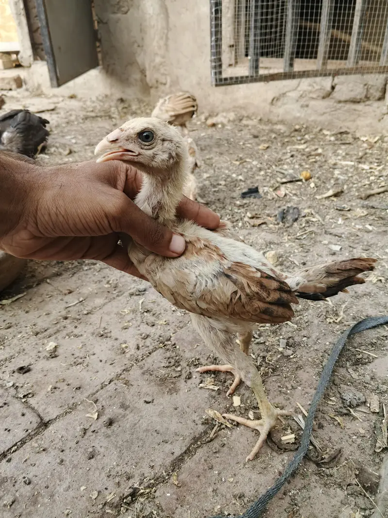 aseel chicks thi or Pakistani dono — photo 3
