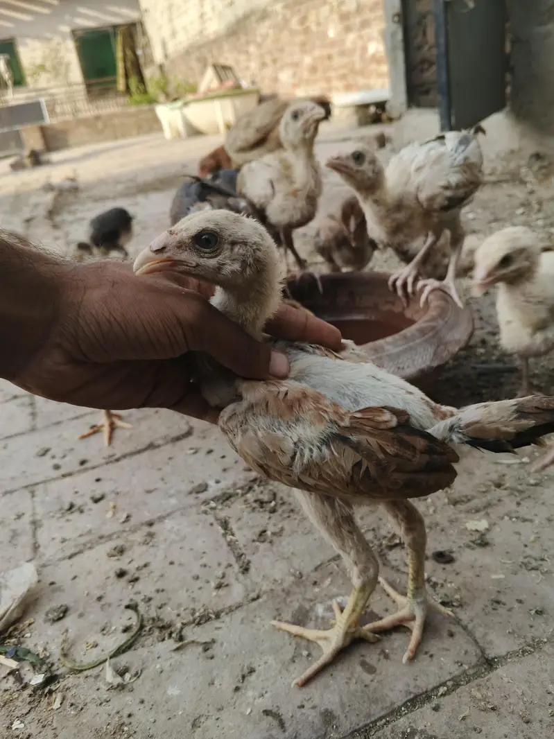 aseel chicks thi or Pakistani dono — photo 4