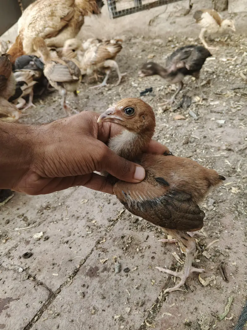 aseel chicks thi or Pakistani dono — photo 5