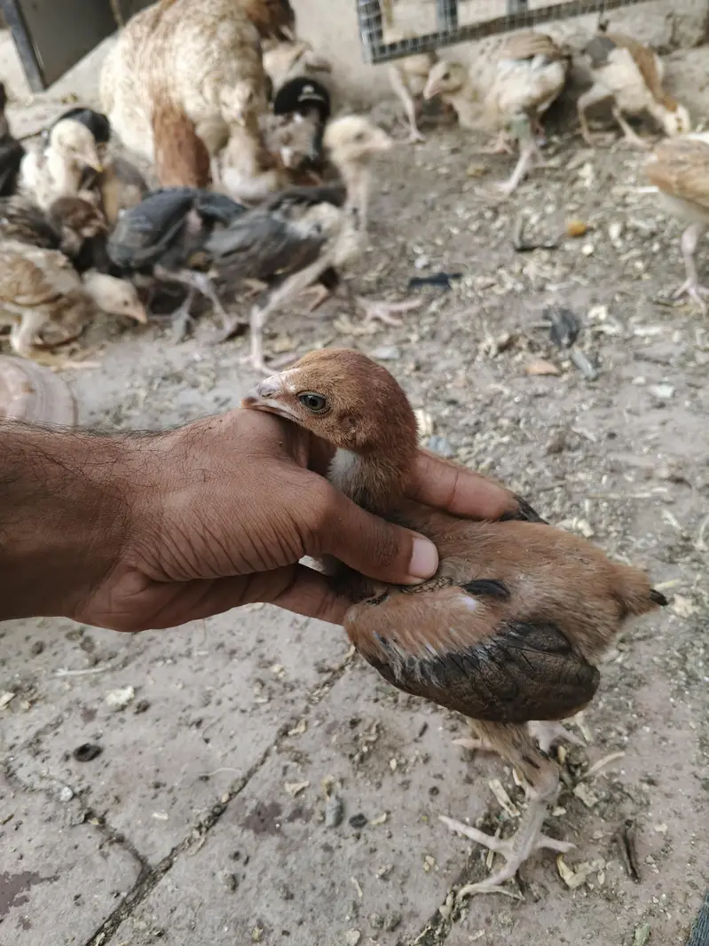 aseel chicks thi or Pakistani dono — photo 6