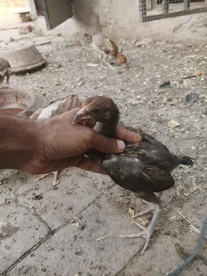 aseel chicks thi or Pakistani dono — photo 7