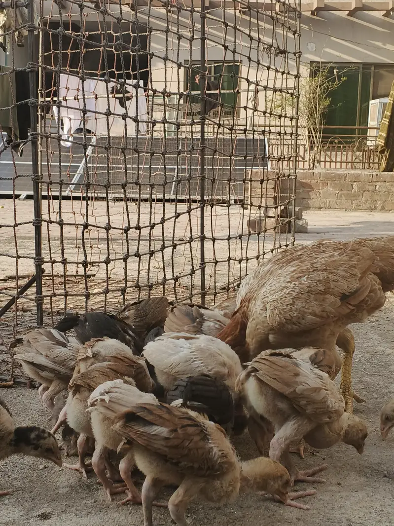 aseel chicks thi or Pakistani dono — photo 8