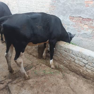 Friesian wachi for sale
