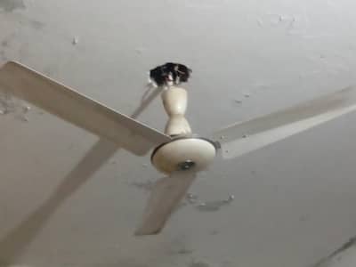 new fan best condition  white colour