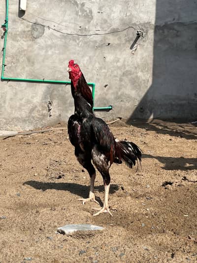 aseel murgha for sale lakha
