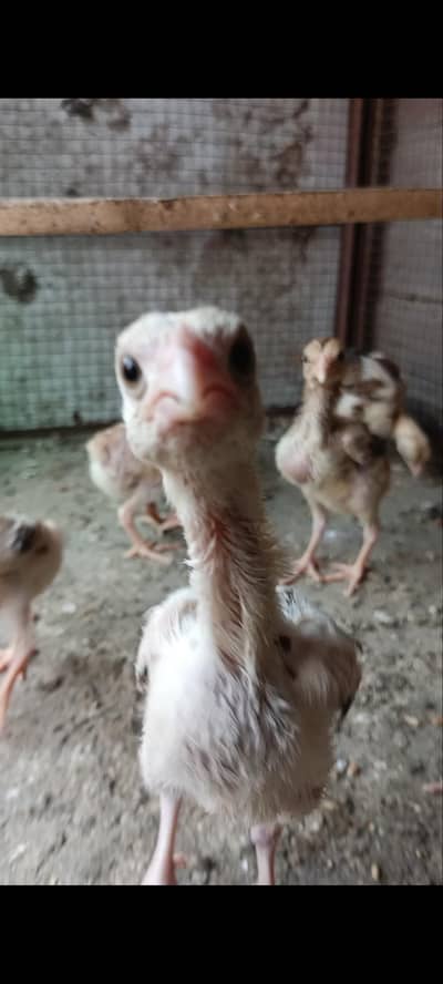 aseel chicks 9 piece