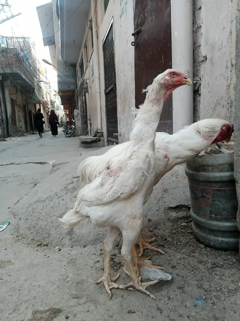 pure aseel shamo_White Shamo Chick|Quality bird|king size/aseel chicks — photo 6
