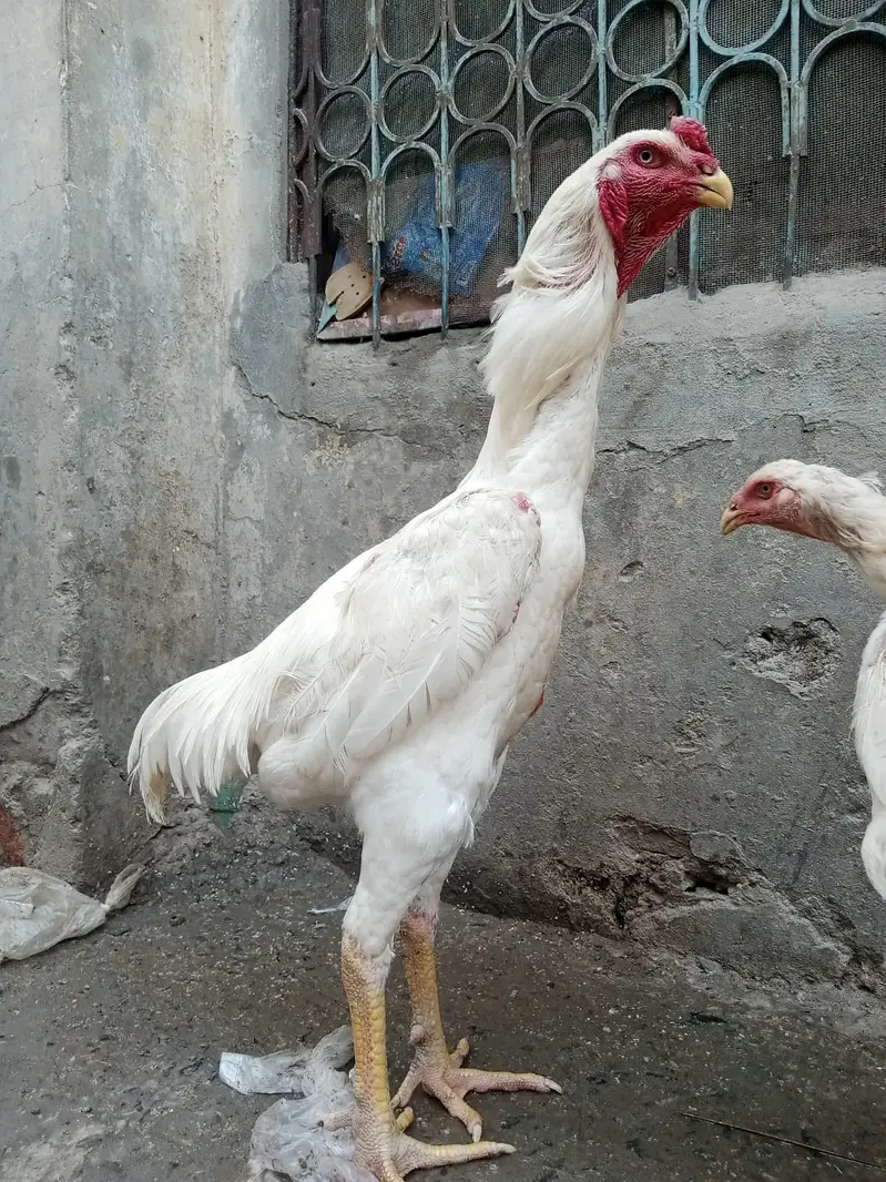 pure aseel shamo_White Shamo Chick|Quality bird|king size/aseel chicks — photo 7
