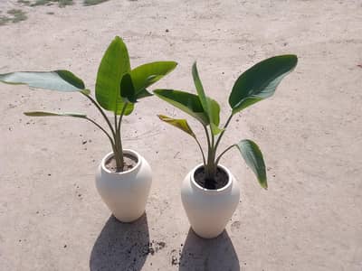 all types indoor outdoor plant order us in Lahore