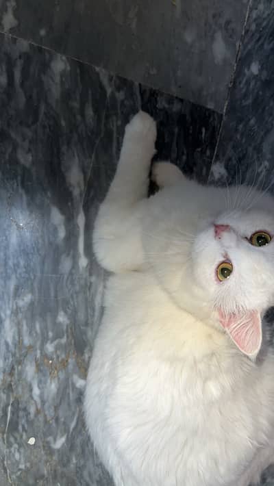 Female and male cat