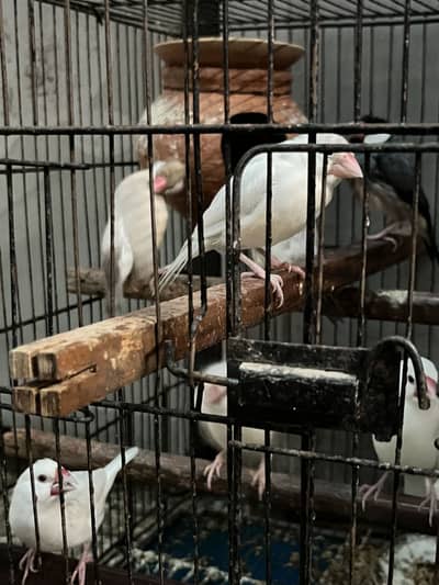 Java Birds
