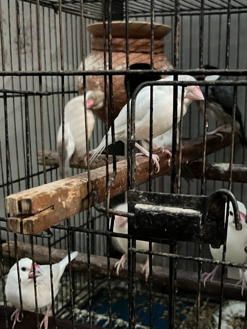 Java Birds 0