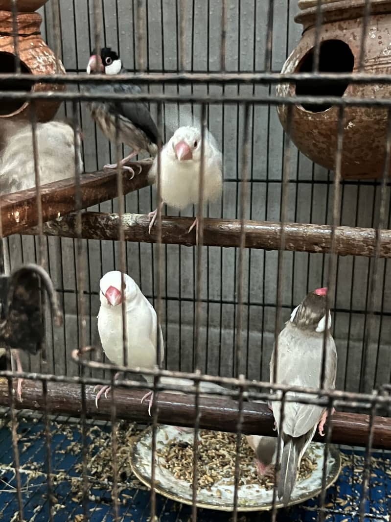 Java Birds 1