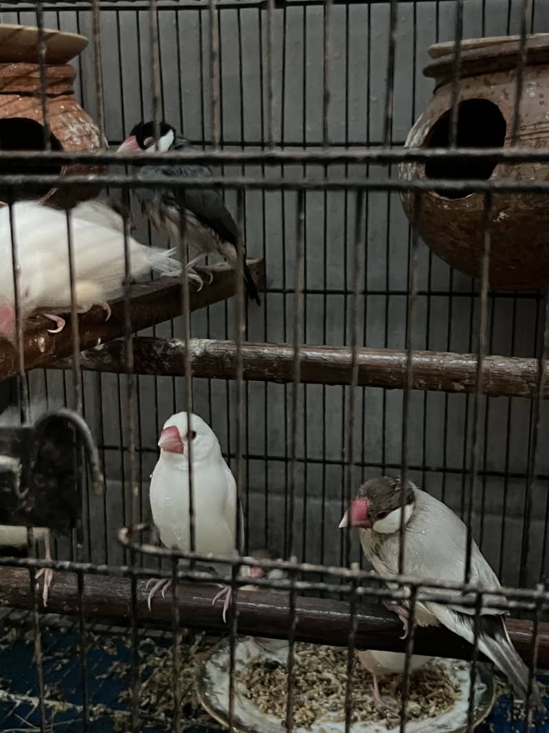 Java Birds 3