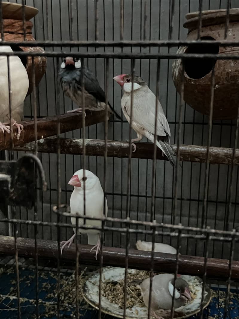 Java Birds 4