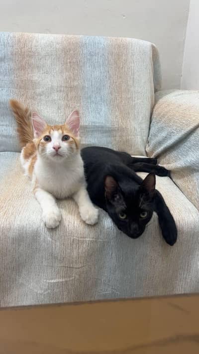 Kittens