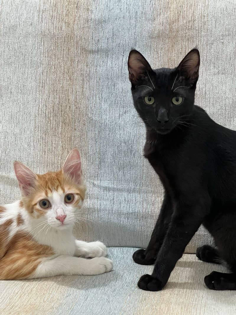 Kittens 1