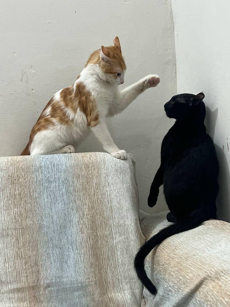 Kittens 2