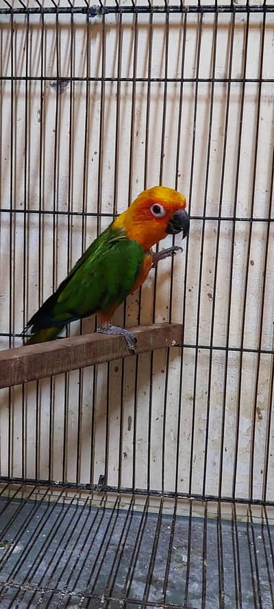 janday conure