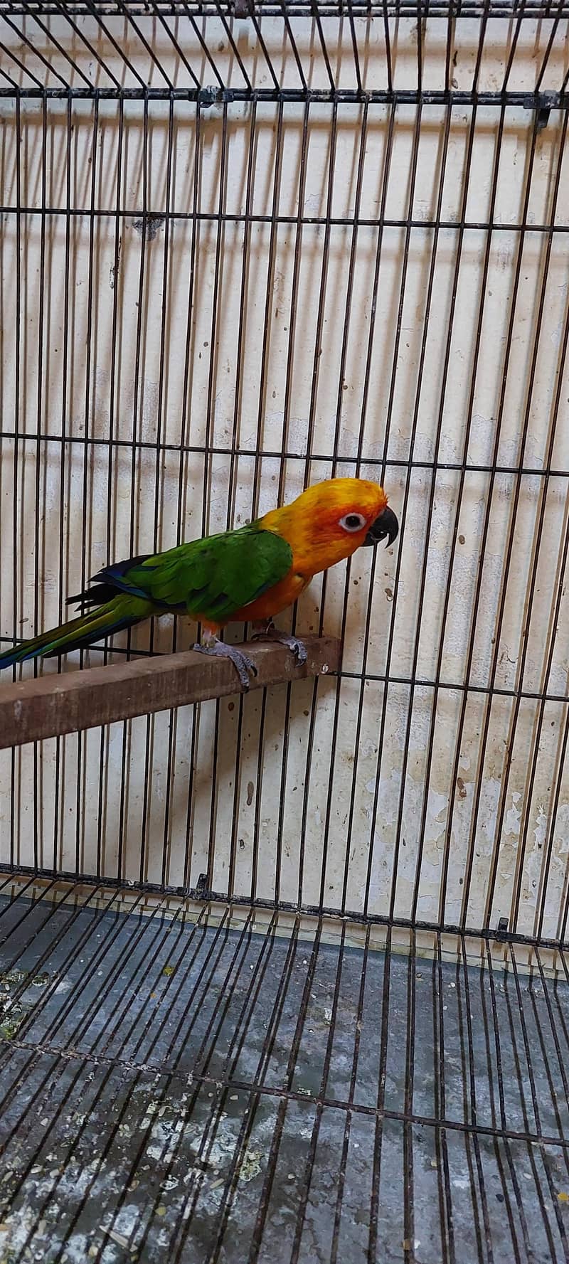 janday conure 1