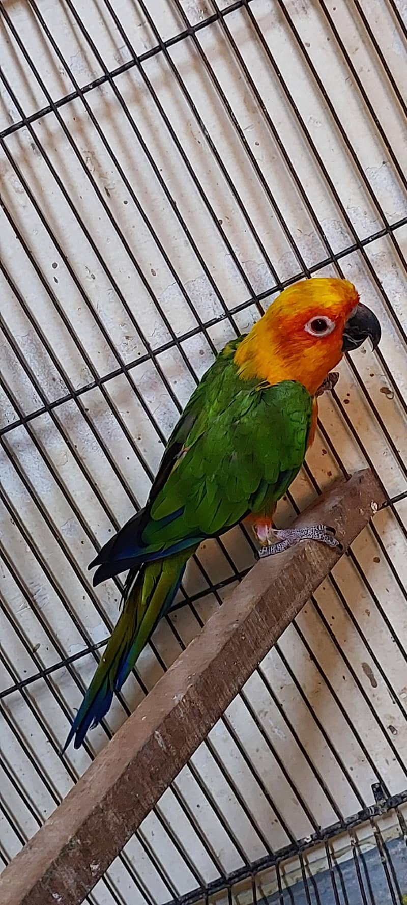 janday conure 2
