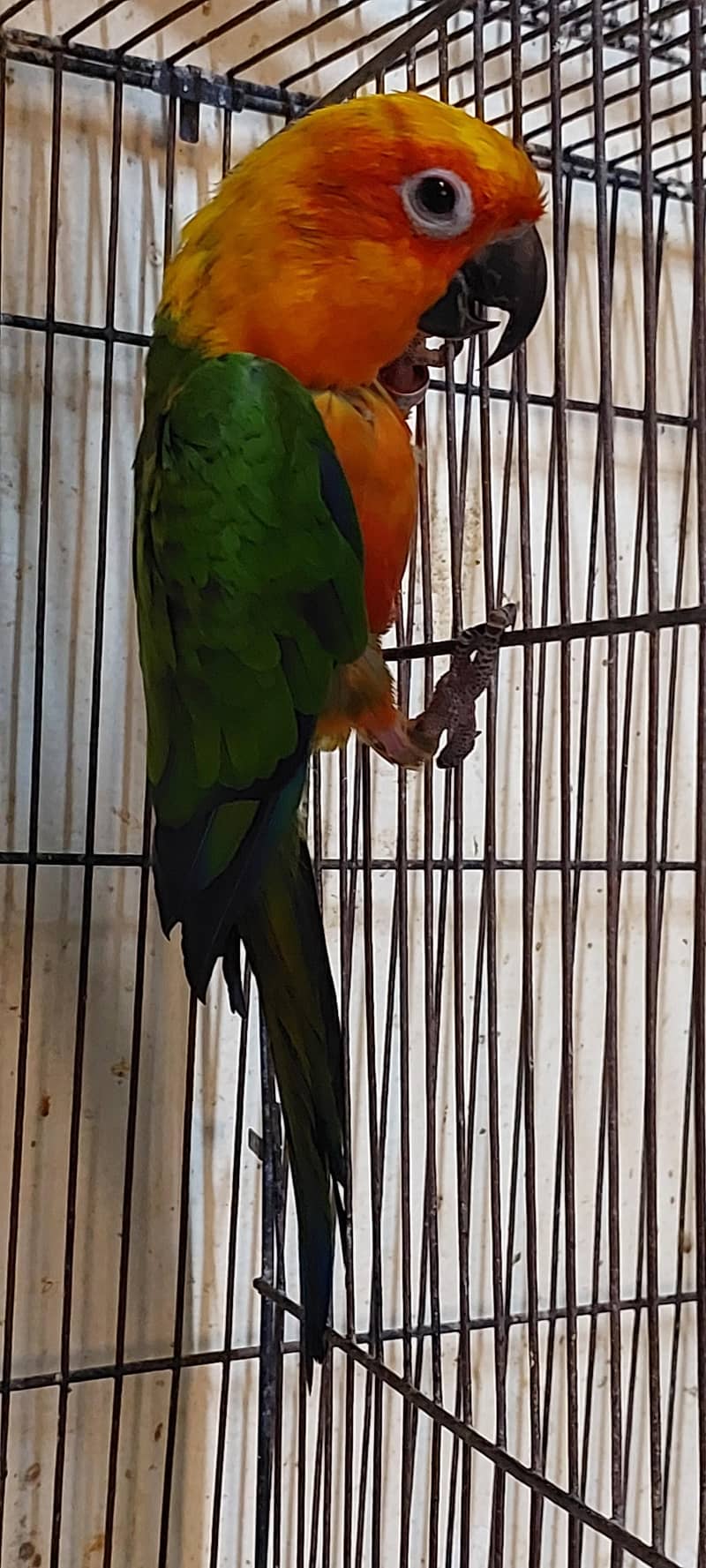 janday conure 3