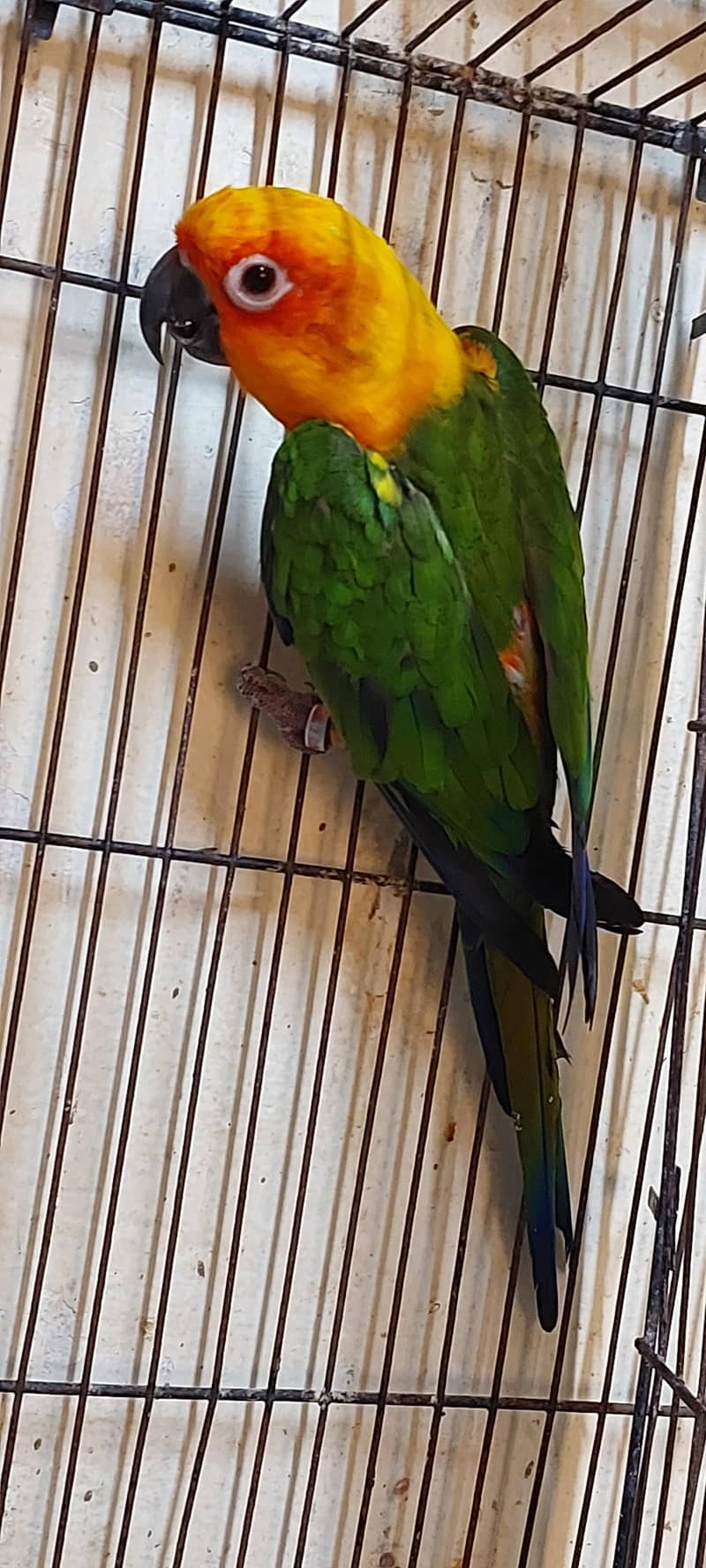 janday conure 4