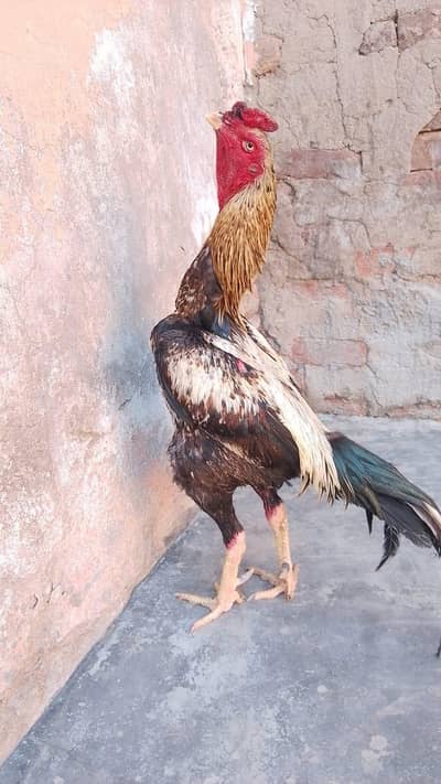 ASEEL murga