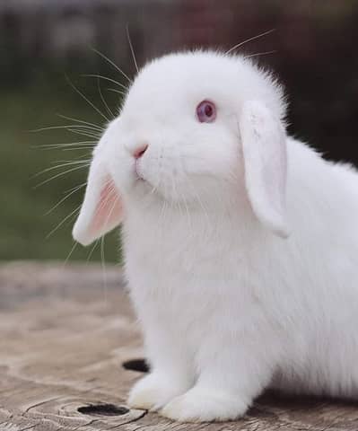 Holland Lop bunnies
