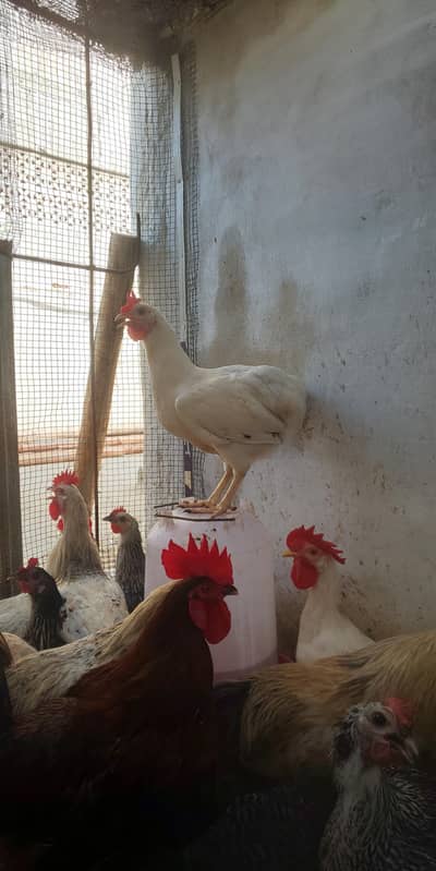 golden misri hen's