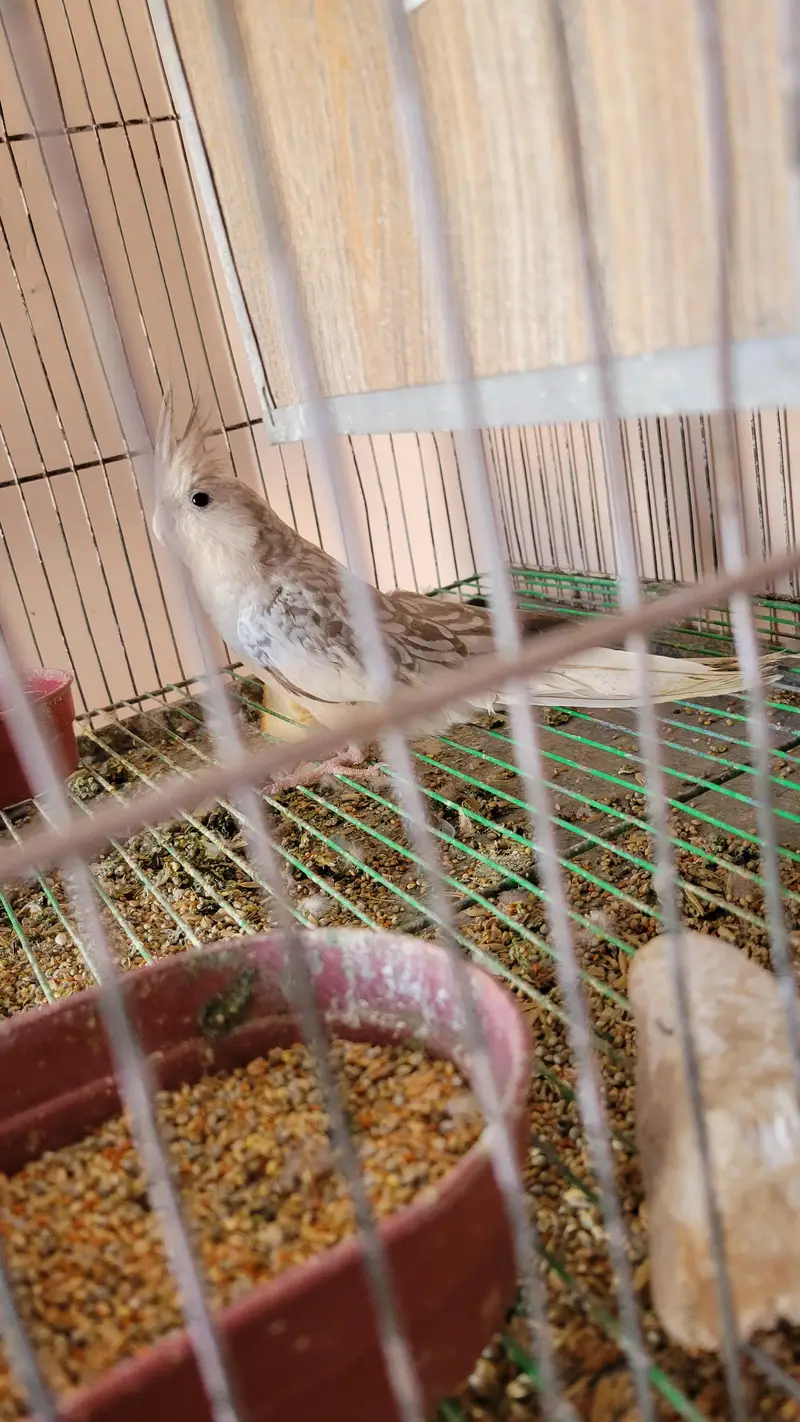 healthy n active breeder females — photo 5