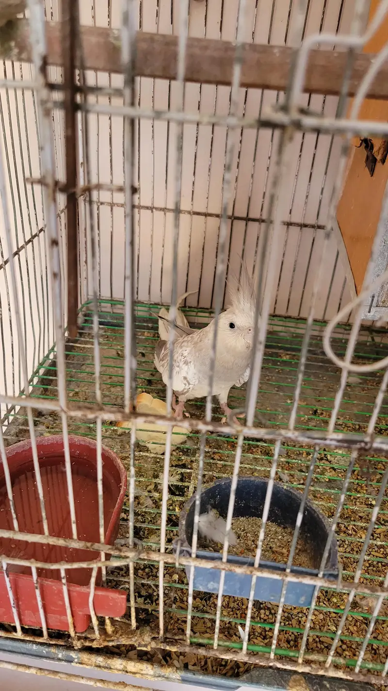 healthy n active breeder females — photo 6