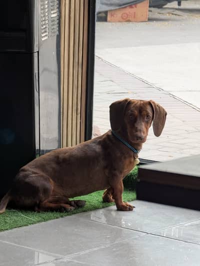 German Dachshund male pup For Sale –co. no– 0+3+0+1+8+4+8+2+8+3+1