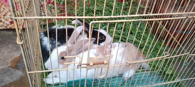 1 jori rabbit  for sale
