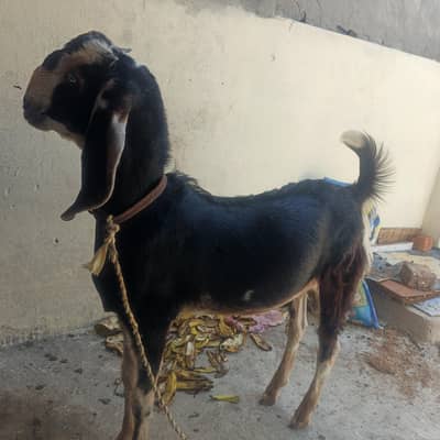 ya Bakra ha