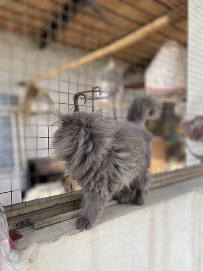 Tripel Coat Long Fur Imported Breed