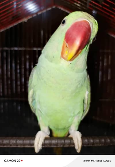 Parrot For Sell