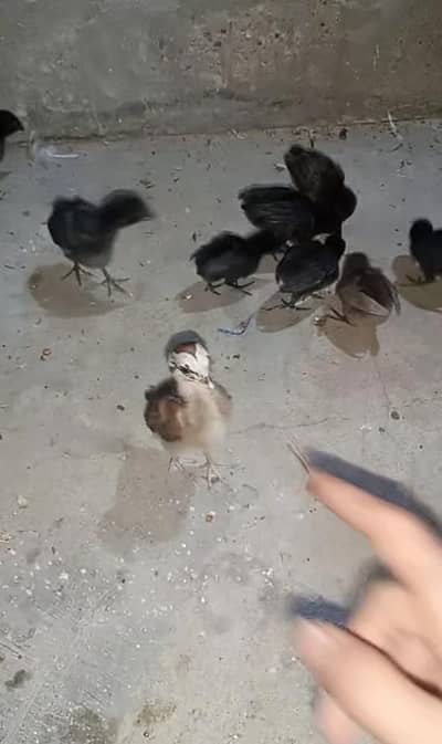 Lassani + mushka + jawa + aseel chicks + pure mianwali + heera