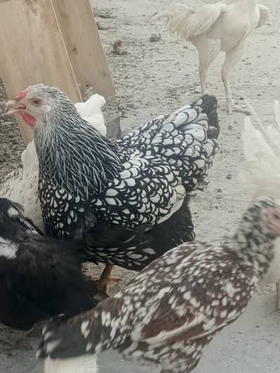 Heera chicks and Wyndottee brahama eggs