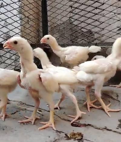 king size/shamo /high quality/white shamo/pure aseel shamo chicks