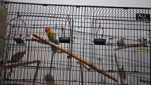 Raw female Parrot & Love birds . Finches. java