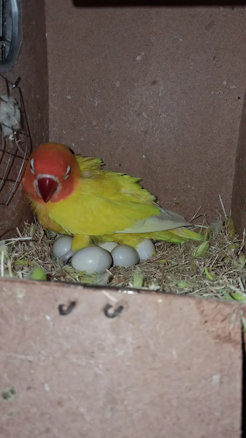 Raw female Parrot & Love birds . Finches. java — photo 2