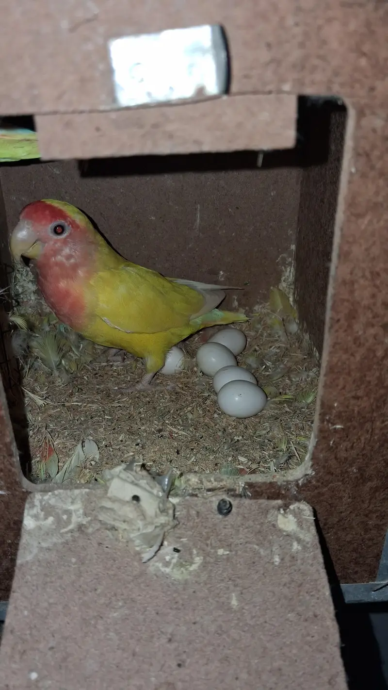 Raw female Parrot & Love birds . Finches. java — photo 3