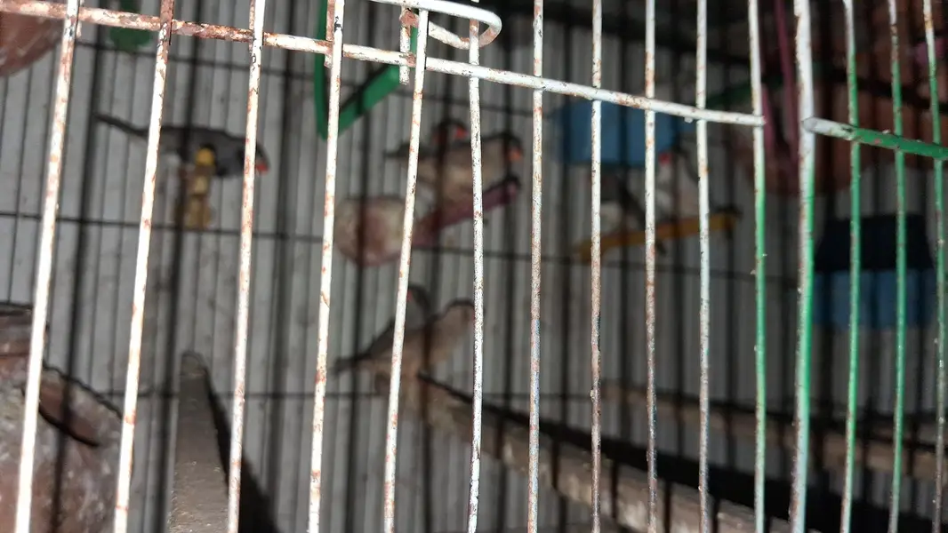 Raw female Parrot & Love birds . Finches. java — photo 4