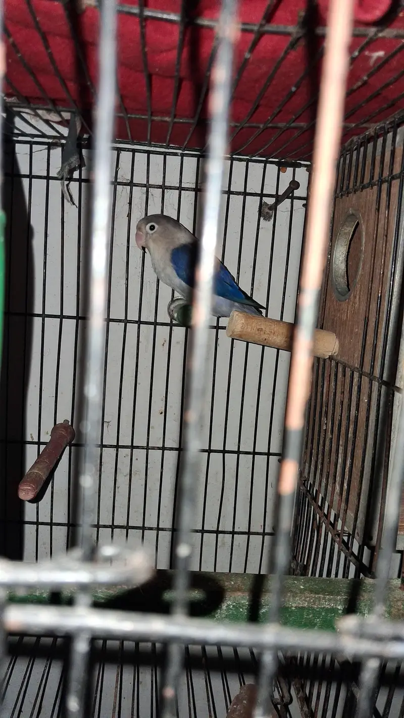 Raw female Parrot & Love birds . Finches. java — photo 5