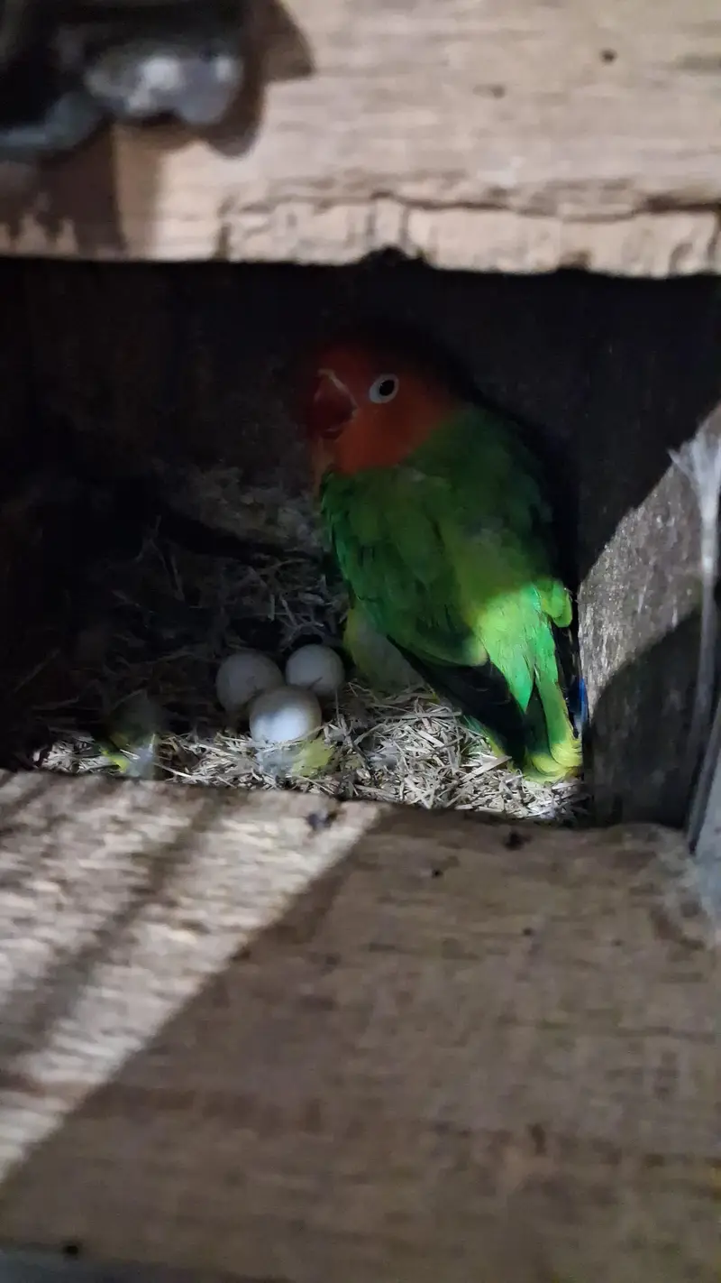 Raw female Parrot & Love birds . Finches. java — photo 6