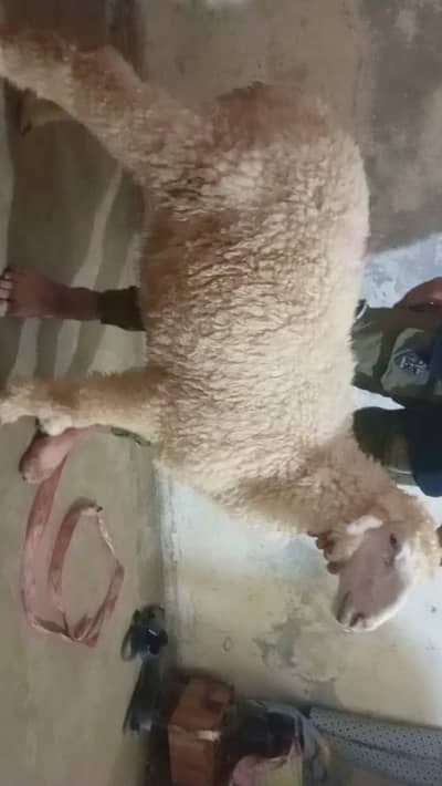 chatre for sale 03164180384